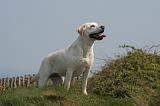 LABRADOR 1203